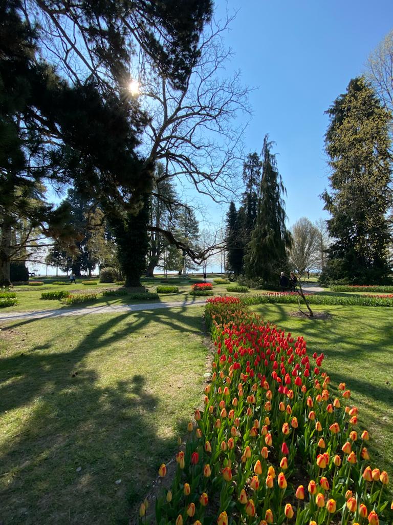 Fête de la tulipe à Morges, canton de Vaud, en Suisse